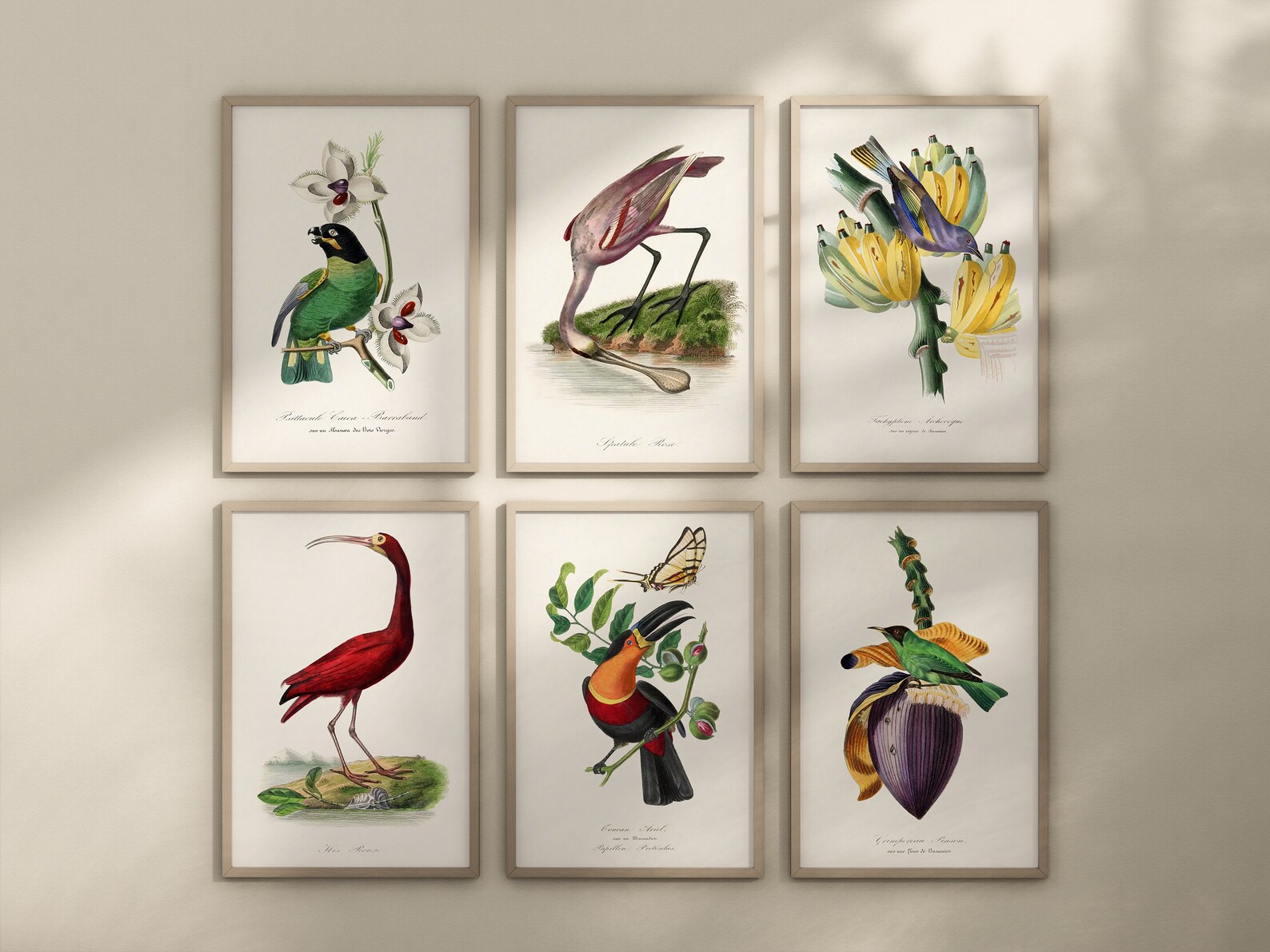 Vintage Botanical Prints Set, Bird & Floral Gallery Wall Art - Etsy UK