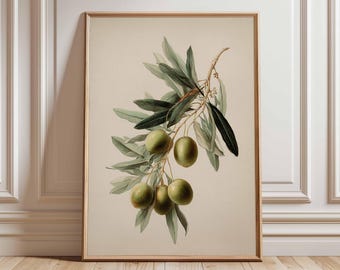 Vintage Olive Branch Botanical Print, Mediterranean Kitchen Wall Art