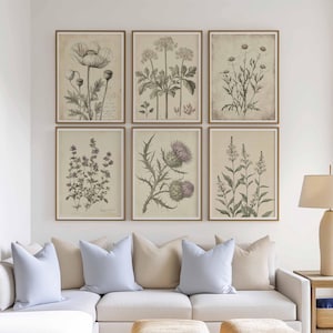 Conjunto de 6 gravuras botânicas vintage, arte de parede de flores silvestres antigas, gravuras florais de história natural, pôsteres botânicos, decoração rústica de fazenda