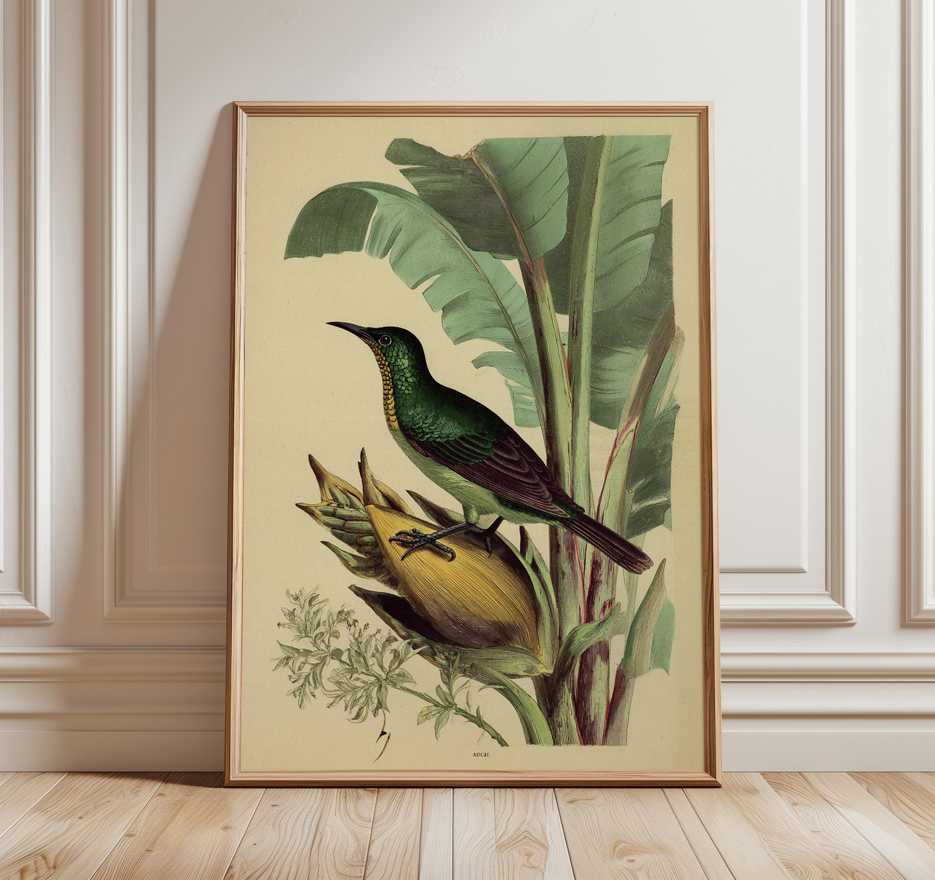 Vintage Tropical Bird Print, Antique Natural History Wall Art