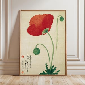 Japanese Poppy - Etsy