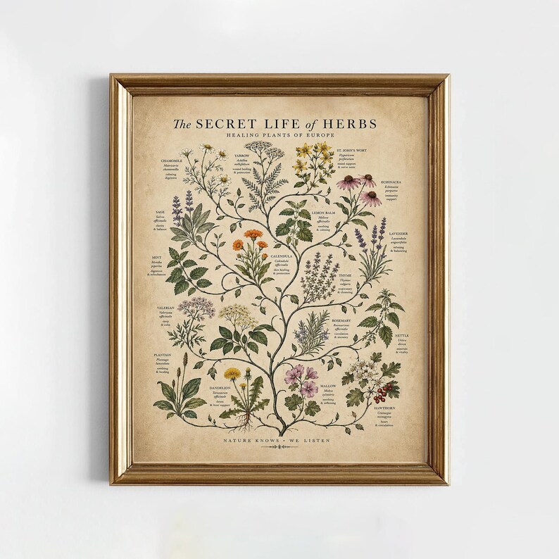 May include: A framed botanical print titled The Secret Life of Herbs, Healing Plants of Europe. The beige background features a central branching illustration of various herbs with their names and descriptions in black text, all in a gold frame.