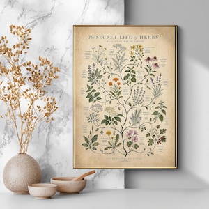 Medicinal Herbs of Europe Poster, Vintage Botanical Chart, Healing Plants Print, Herbalism Wall Art, Apothecary Botanical Illustration