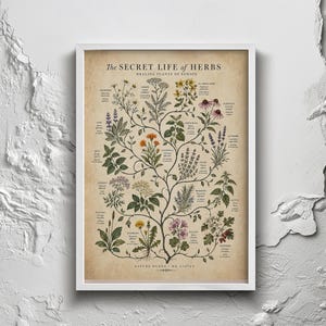 May include: A framed botanical print titled The Secret Life of Herbs, Healing Plants of Europe. The poster features detailed illustrations of various herbs with their names and descriptions in black text against a vintage-style beige background.