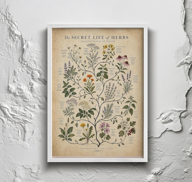 May include: A framed botanical print titled The Secret Life of Herbs, Healing Plants of Europe. The poster features detailed illustrations of various herbs with their names and descriptions in black text against a vintage-style beige background.