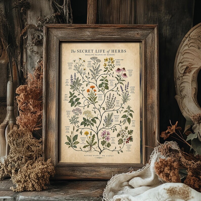 May include: A framed botanical print titled The Secret Life of Herbs, Healing Plants of Europe, featuring detailed illustrations of various plants with labels in a branching tree design on a beige background, enclosed in a rustic wooden frame.