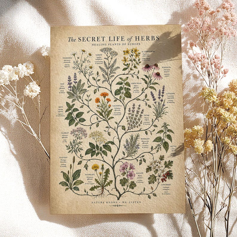 May include: A rectangular botanical print on textured paper titled The Secret Life of Herbs, Healing Plants of Europe. It features detailed illustrations of various herbs with their names and descriptions, ending with the text Nature Knows We Listen.