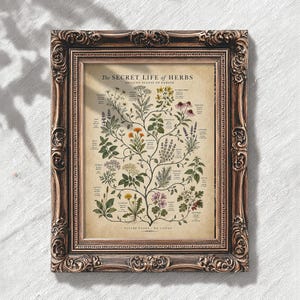 May include: A framed botanical print titled The SECRET LIFE OF HERBS HEALING PLANTS OF EUROPE. The print features detailed illustrations of various herbs with labels, enclosed in an ornate, dark brown, vintage-style rectangular frame.