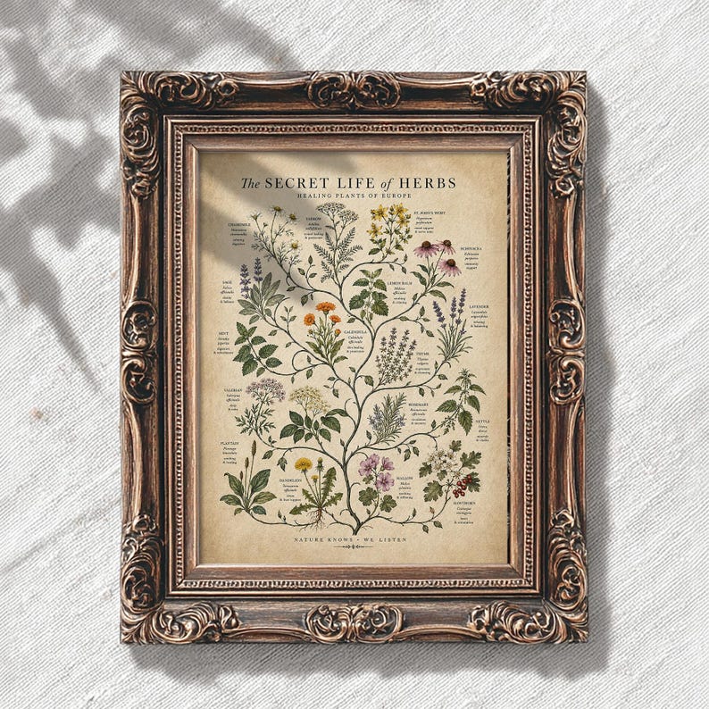 May include: A framed botanical print titled The SECRET LIFE OF HERBS HEALING PLANTS OF EUROPE. The print features detailed illustrations of various herbs with labels, enclosed in an ornate, dark brown, vintage-style rectangular frame.