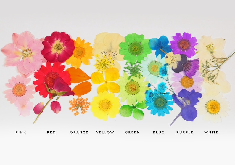 Clear Cash Envelope Budget Bundle Starter Kit Budget System Etsy