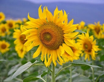 Sunflower Giganteus #62