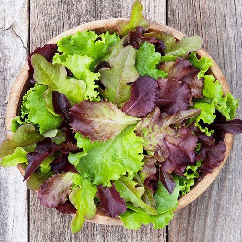 GOURMET SALAD Blend Lettuce Seeds Vegetable Seeds Heirloom Etsy