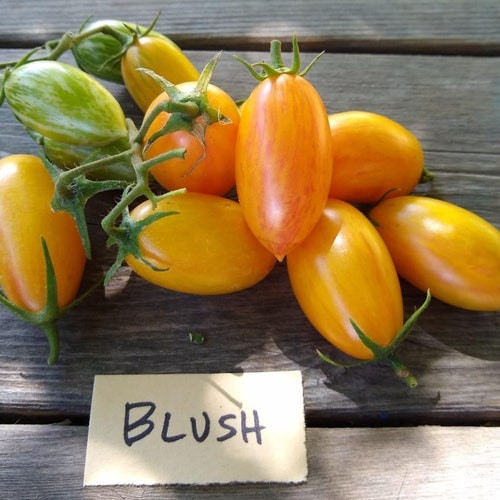 ORGANIC HEIRLOOM Speckled Tomato Seeds Heirloom Vegetable Etsy