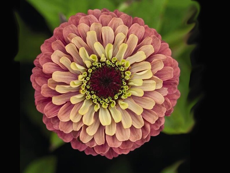 PINK LEMONADE Zinnia Flower Seed Mix Bouquet Flowers Etsy