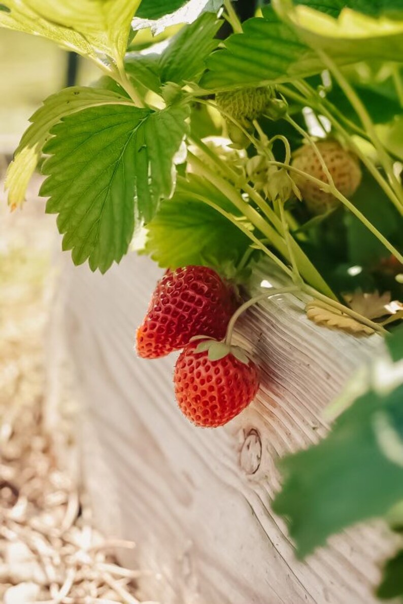 ALEXANDRIA STRAWBERRY Seeds Fruit Seeds Heirloom Seeds Etsy
