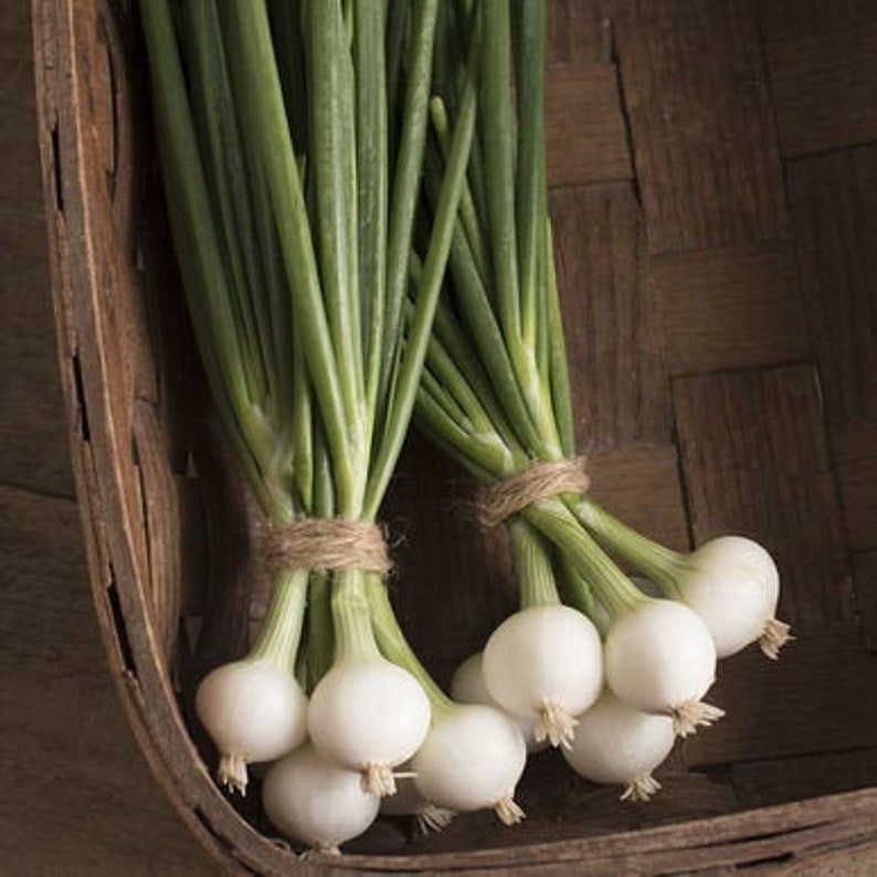 POMPEII ONION Seeds Pearl Onion Seeds Vegetable Seeds Etsy