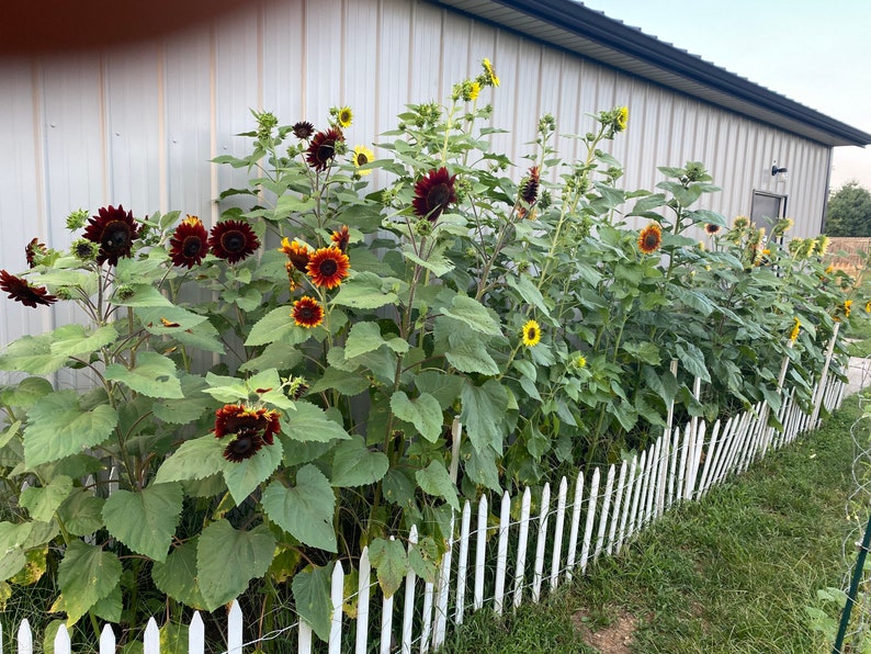 Organic Sunflower Garden Branching Single Stem Sunflower Etsy