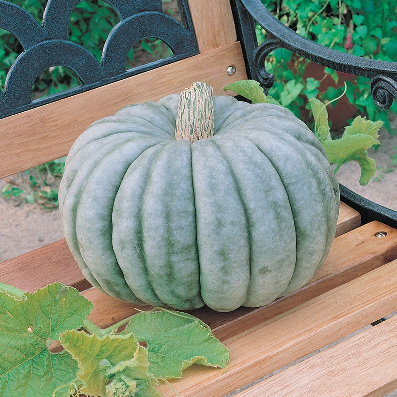 JARRAHDALE LARGE SPECIALTY Pumpkin Seeds Vegetable Seeds Etsy