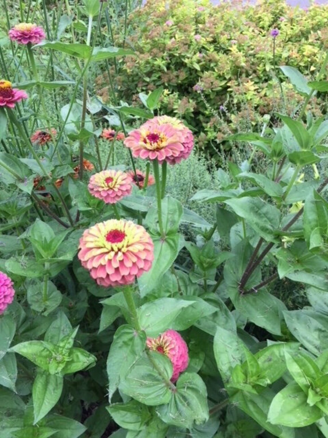 PINK LEMONADE Zinnia Flower Seed Mix Bouquet Flowers Etsy