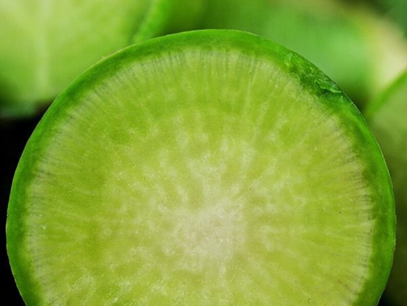 WASABI RADISH Seeds Asian Vegetable Heirloom Seeds Organic Etsy