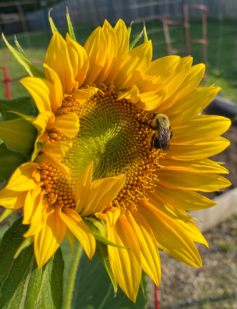 Organic Sunflower Garden Branching Single Stem Sunflower Etsy