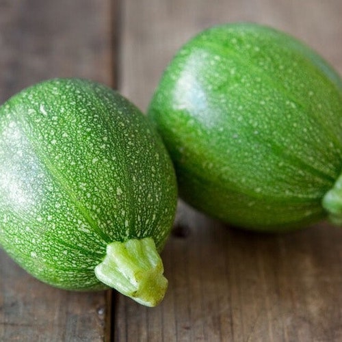 EIGHTBALL HYBRID SUMMER Squash Seeds Summer Squash Seeds Etsy