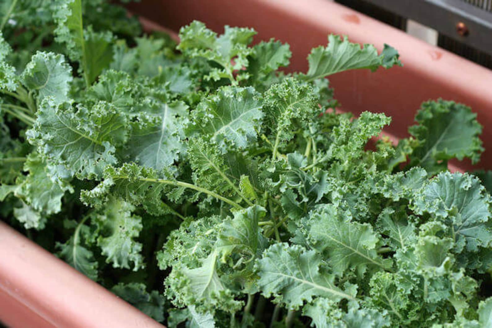 DWARF SIBERIAN KALE Seeds Heirloom Vegetable Seeds Organic Etsy