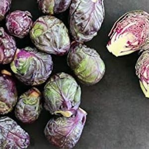 Vegetable seeds Cabbage Brussels "Long Island" or Brussels Red "Rosella" Vegetable seeds Cabbage Brussels "Long Island" or Brussels Red "Rosella"