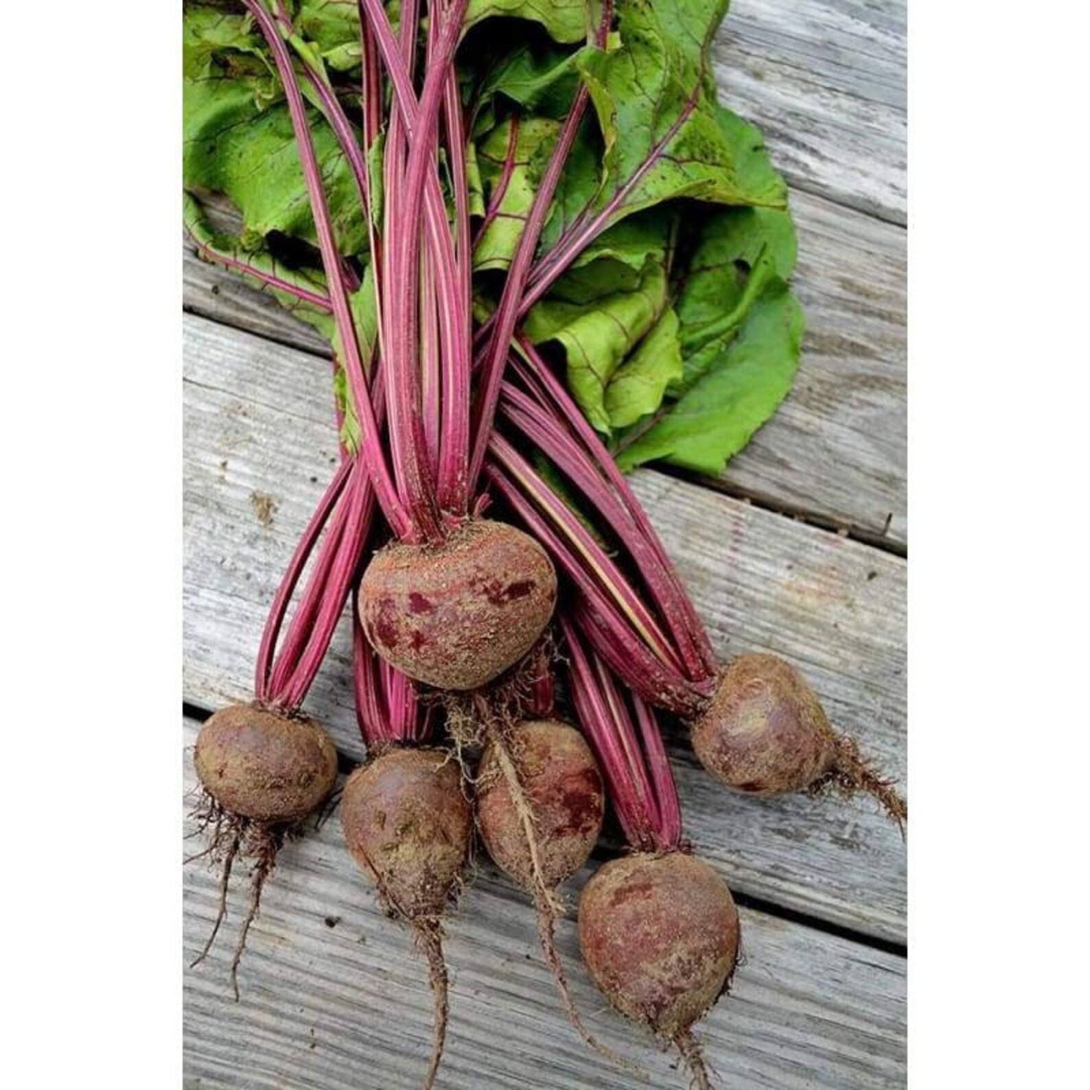 BABYBEAT BEET Seeds The Best Mini Beet Heirloom Seeds | Etsy
