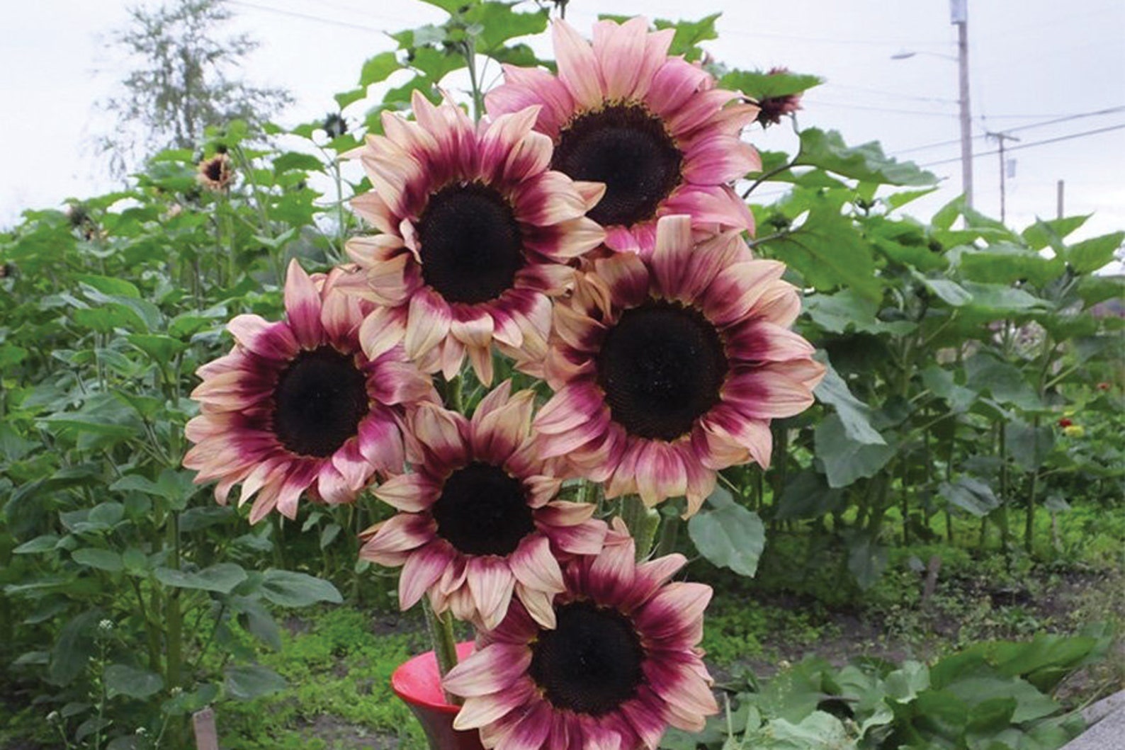 PROCUT PLUM SUNFLOWER Seeds Flower Seeds Bouquet Flowers Etsy Canada