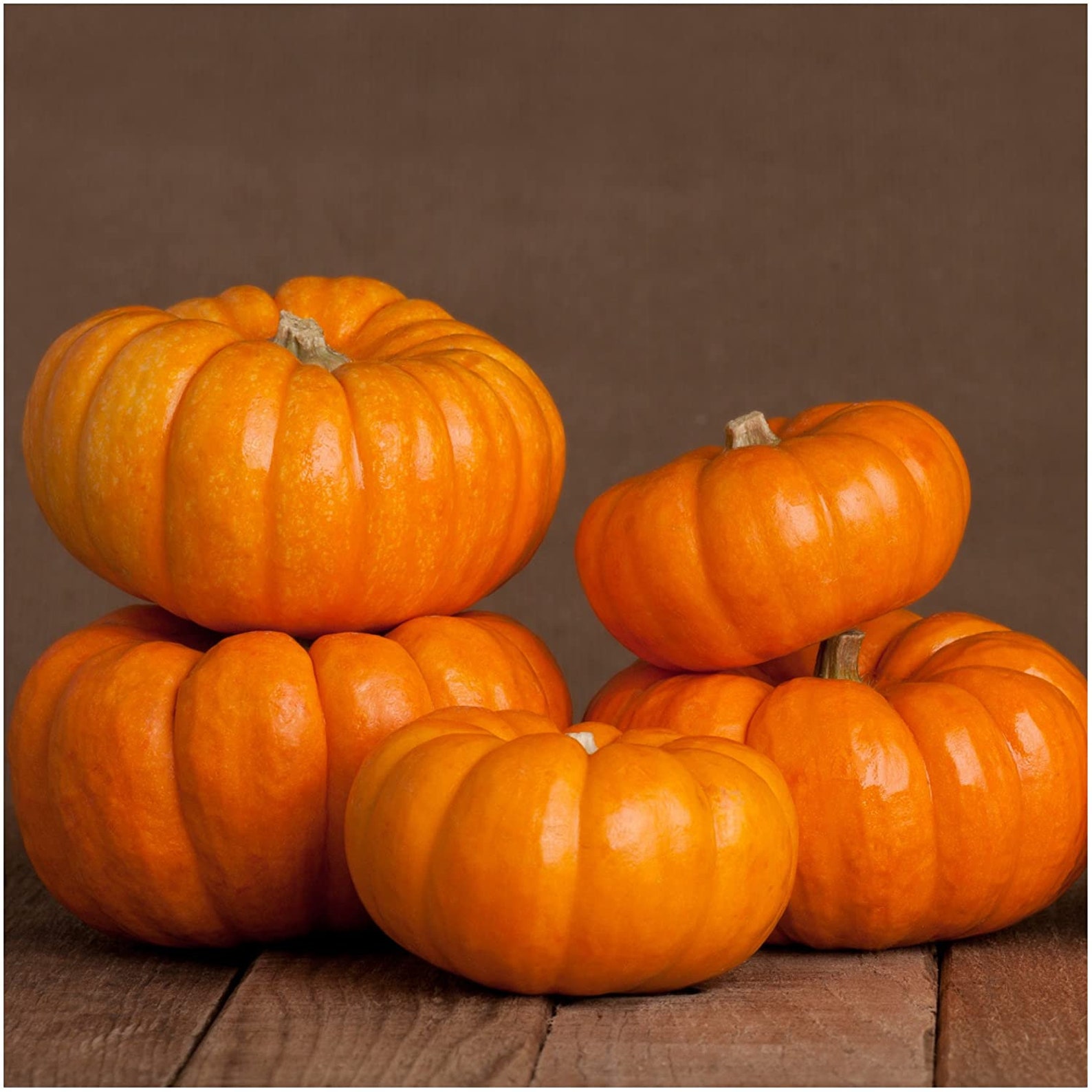 JACK Be LITTLE Pumpkin Seeds Mini Pumpkins Organic Seeds Etsy jack-be-little-pumpkin-seeds-mini-pumpkins-organic-seeds-etsy