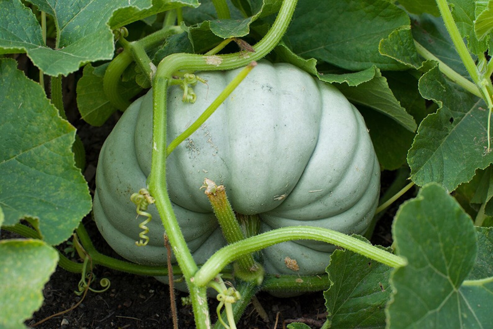 JARRAHDALE LARGE SPECIALTY Pumpkin Seeds Vegetable Seeds Etsy