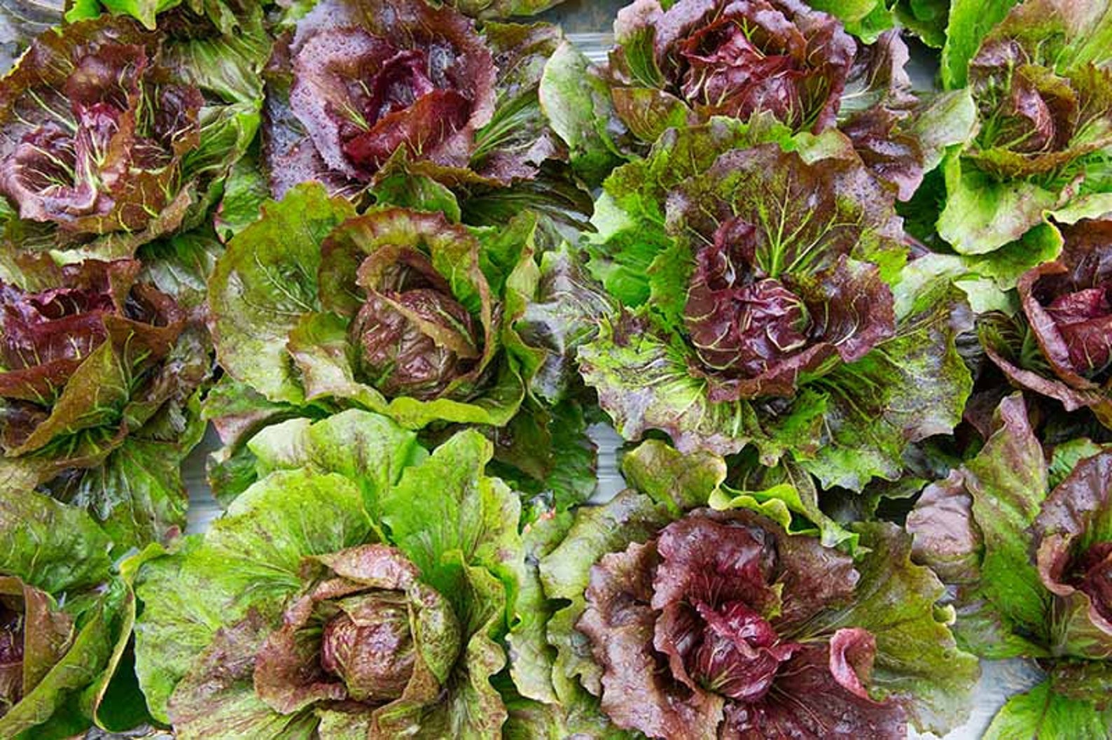 BRONZE Lettuce Seeds Heirloom Vegetable Seeds Etsy