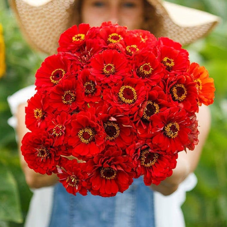 CHERRY QUEEN ZINNIA Seeds Flower Seeds Bouquet Flowers Etsy