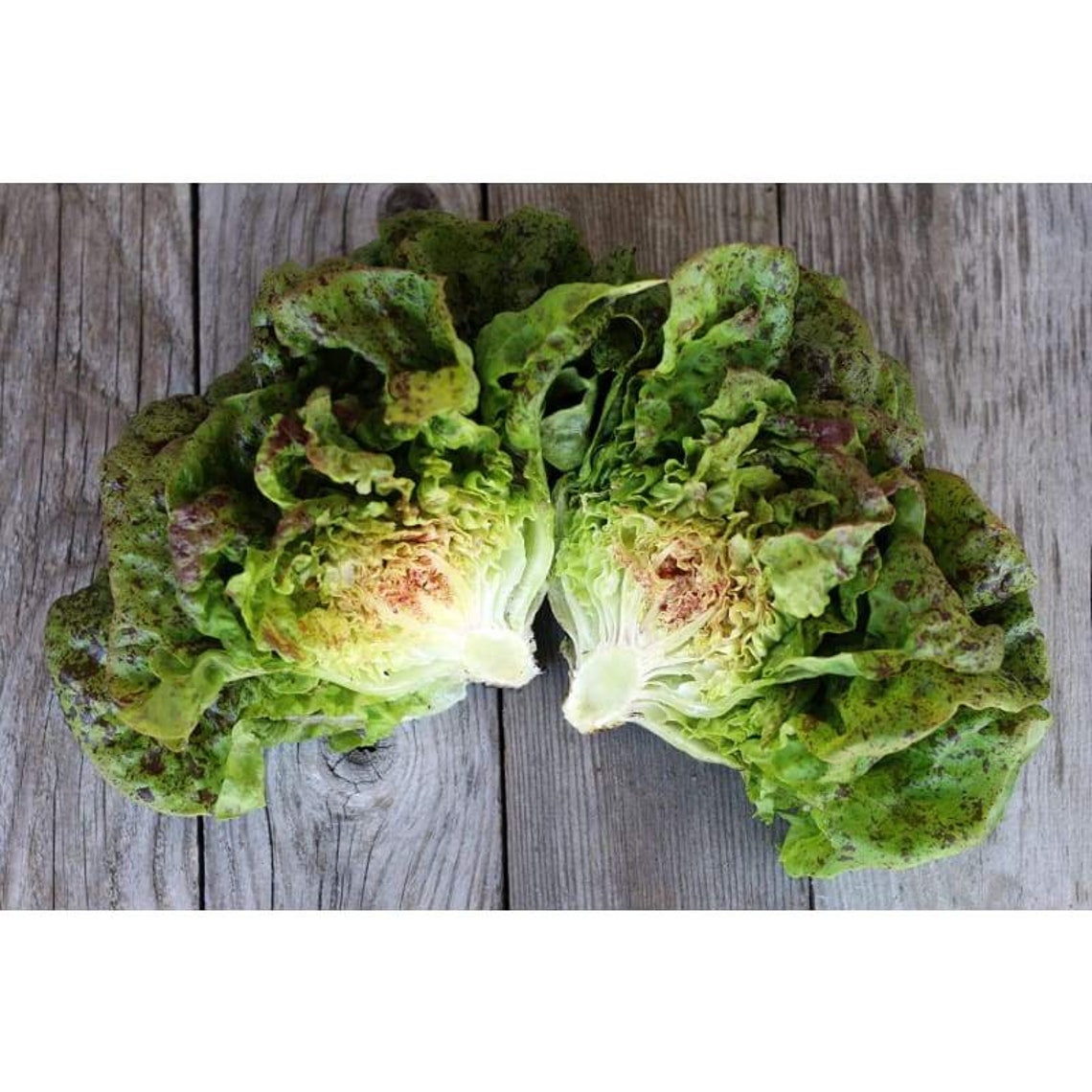 BRONZE Lettuce Seeds Heirloom Vegetable Seeds Etsy