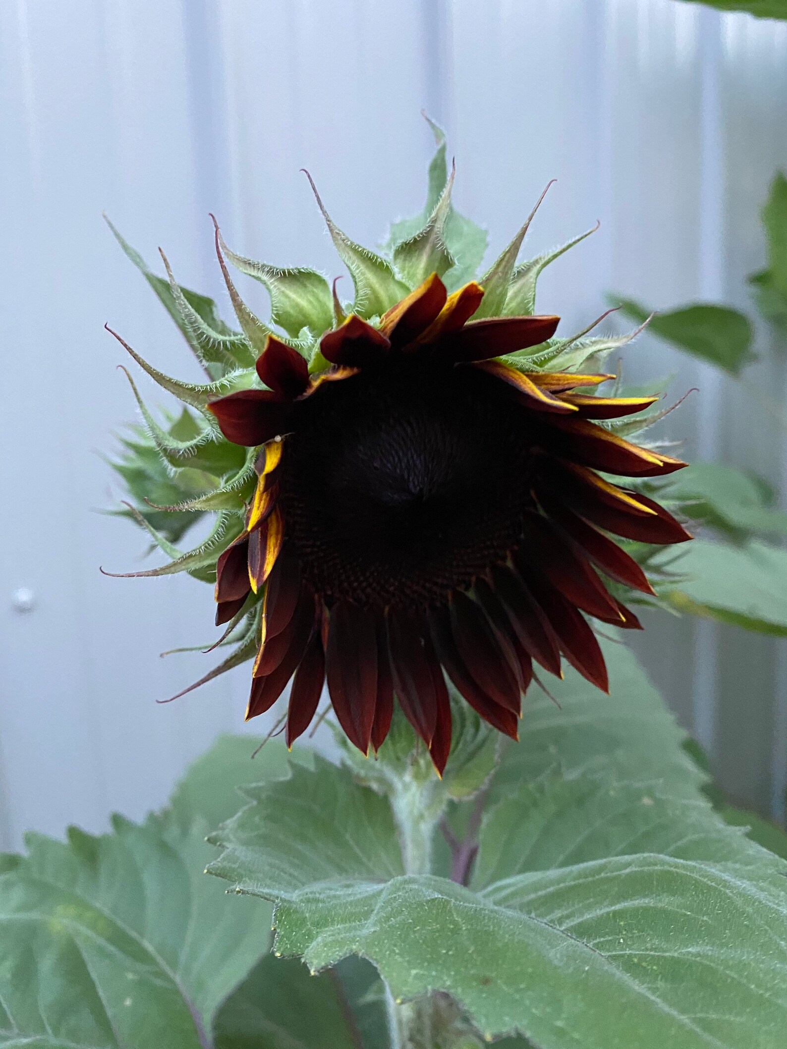 Organic Sunflower Garden Branching Single Stem Sunflower Etsy