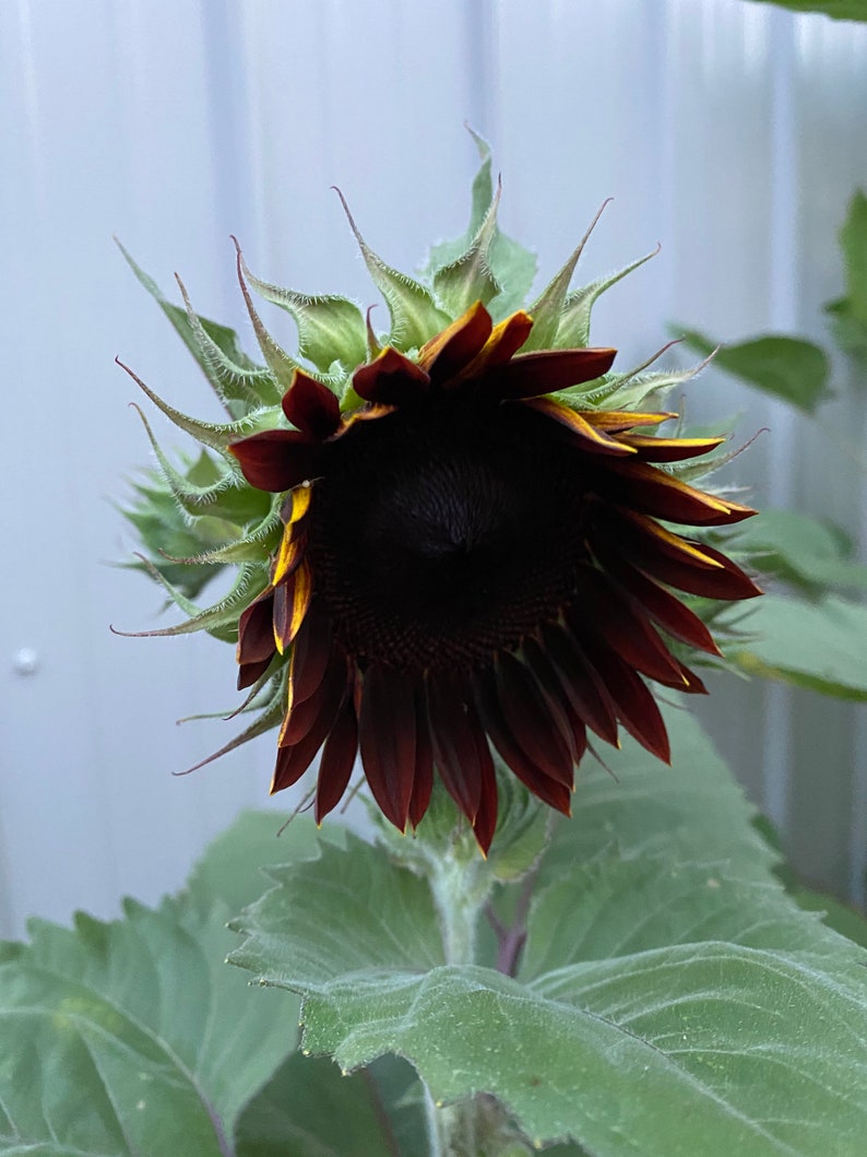Organic Sunflower Garden Branching Single Stem Sunflower Etsy