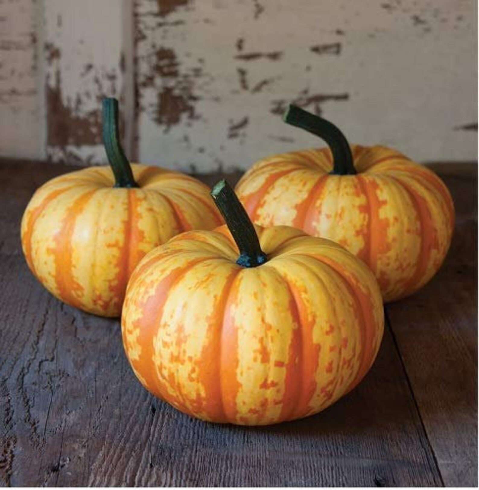 SPARK PUMPKIN Seeds Miniature Pumpkins Mini Pumpkin Seeds Etsy