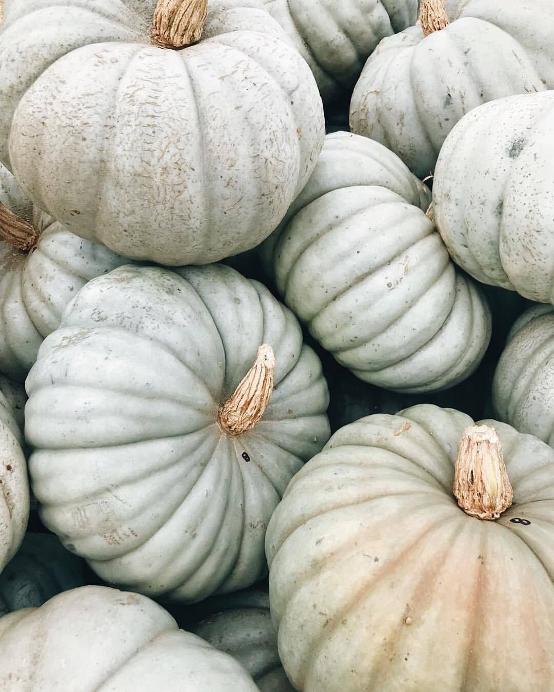 JARRAHDALE LARGE SPECIALTY Pumpkin Seeds Vegetable Seeds Etsy