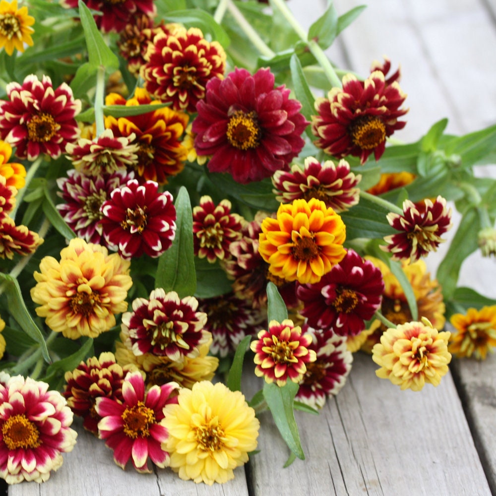 JAZZY ZINNIA Mix Seeds Flower Seeds Bouquet Flower Seeds Etsy