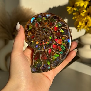 RARE Ammonite with Ammolite, Rainbow Ammonite Fossil, Ammonite Shell, Ammonite Fossil, Ammolite shell, Ammolite Fossil