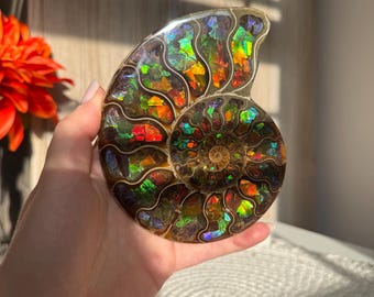 May include: A polished ammonite fossil with iridescent colors of green, red, and gold. The spiral shell is held in a hand, showcasing the intricate patterns and natural beauty of the ancient marine creature. A unique decorative item.