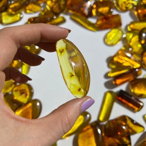 May include: A close-up of a piece of amber with a small insect trapped inside. The amber is a light yellow color and is translucent. The insect is a small, dark brown fly.