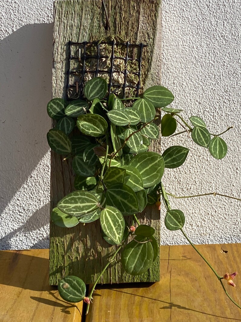 Watermelon Hoya Dischidia Ovata Etsy