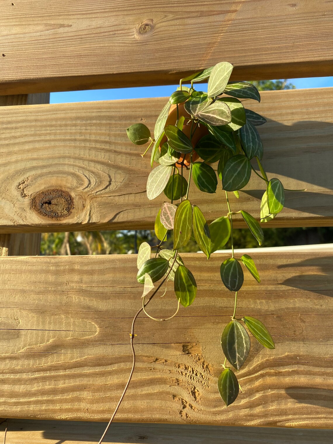 Watermelon Hoya Dischidia Ovata Etsy