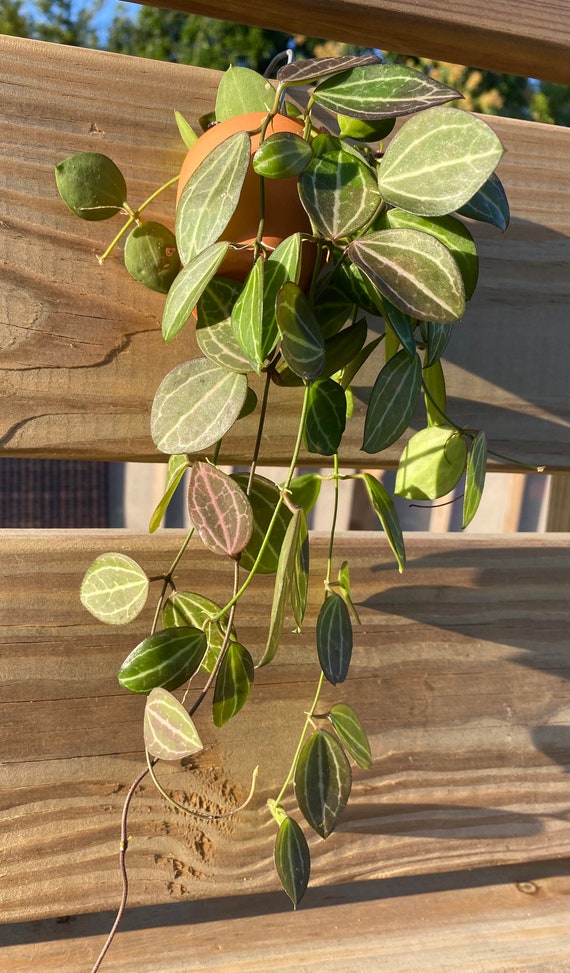 Watermelon Hoya Dischidia Ovata Etsy