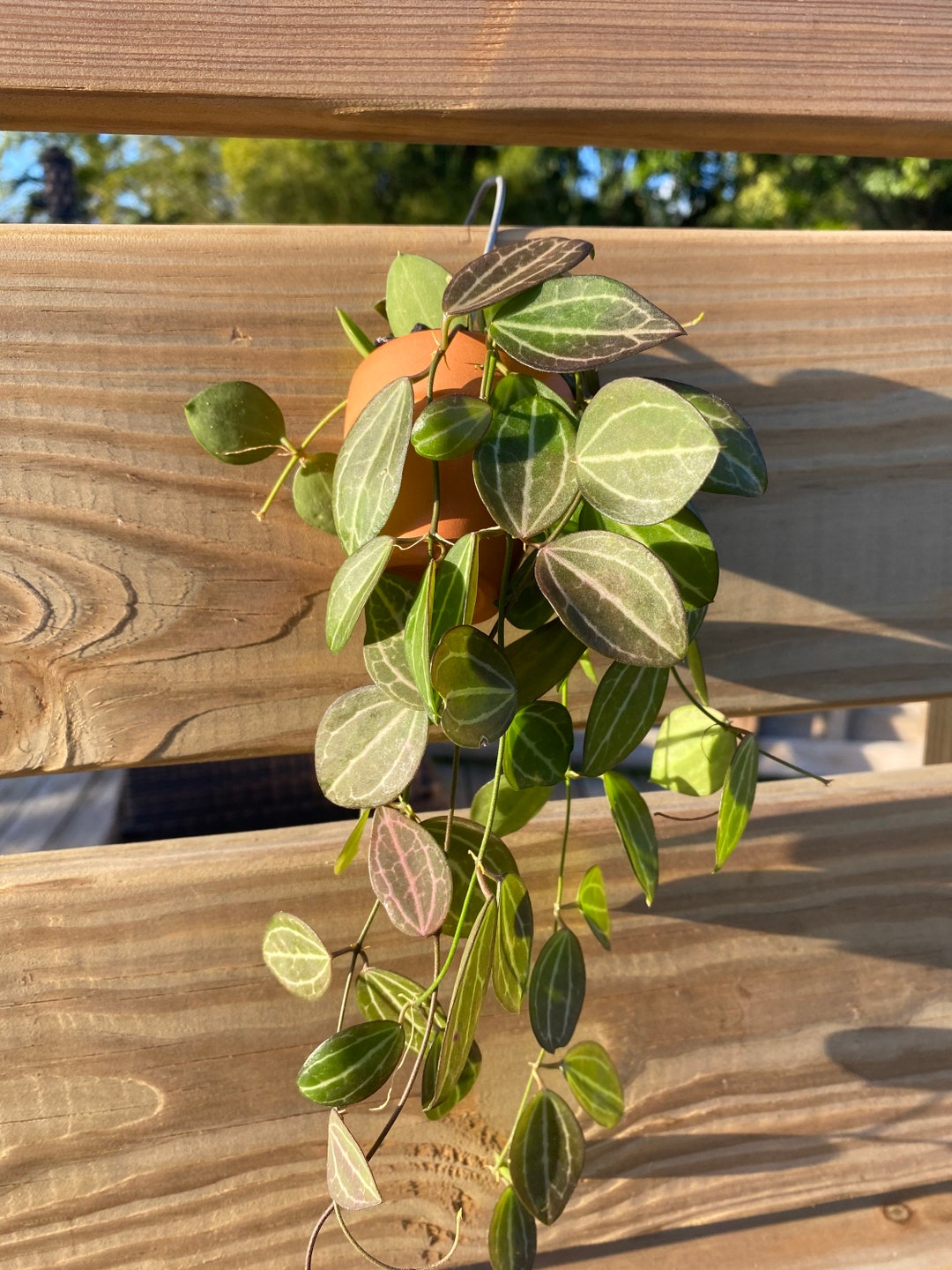 Watermelon Hoya Dischidia Ovata Etsy