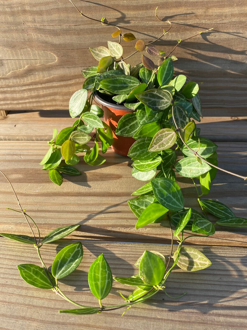 Watermelon Hoya Dischidia Ovata Etsy