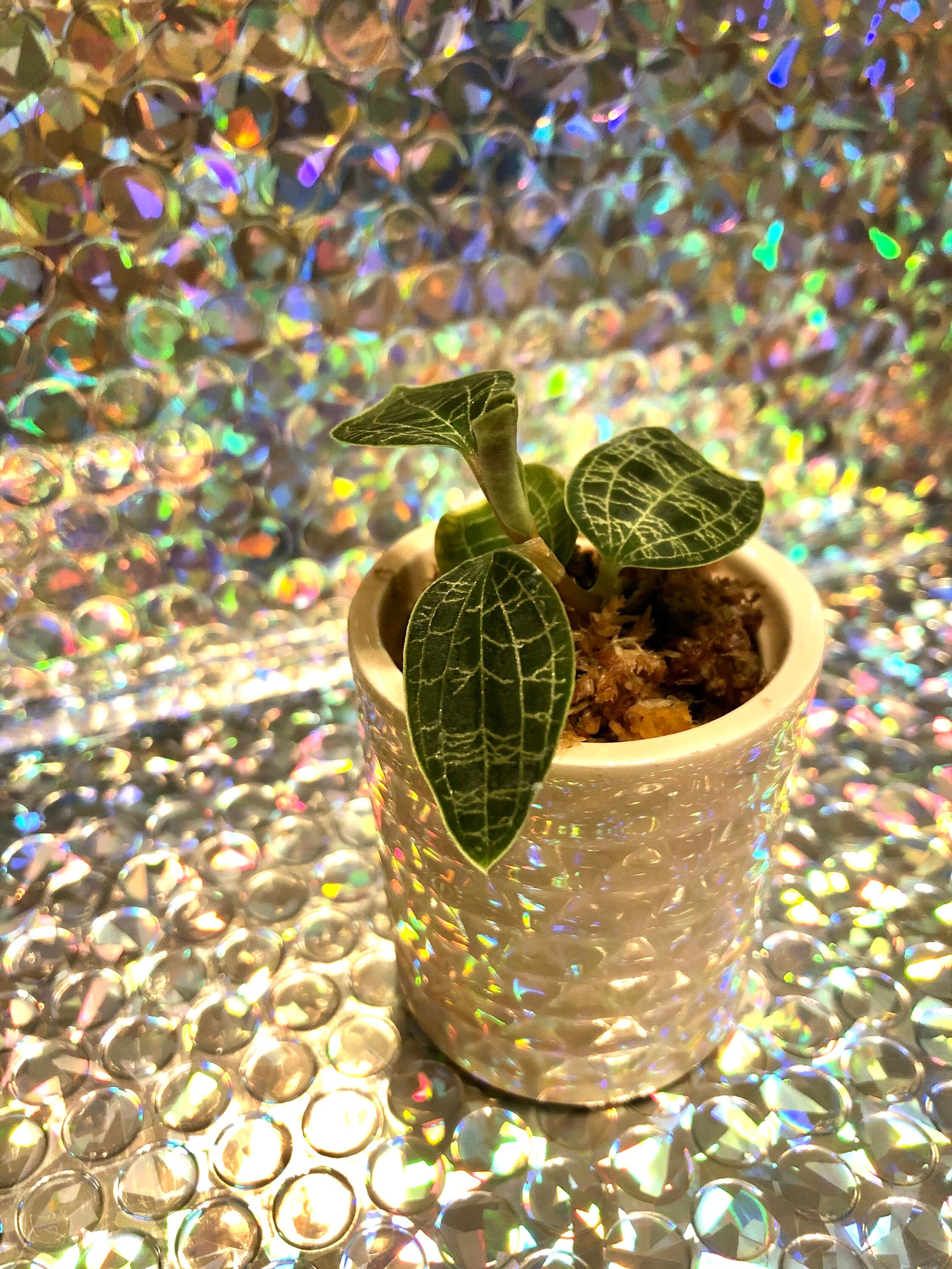 Macodes Petola Jewel Orchid Rare House Plant Terrarium Etsy