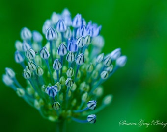 Fine Art Photography / Original / Garden / Macro / Flower / Blue Allium / Photo / Print / Signed